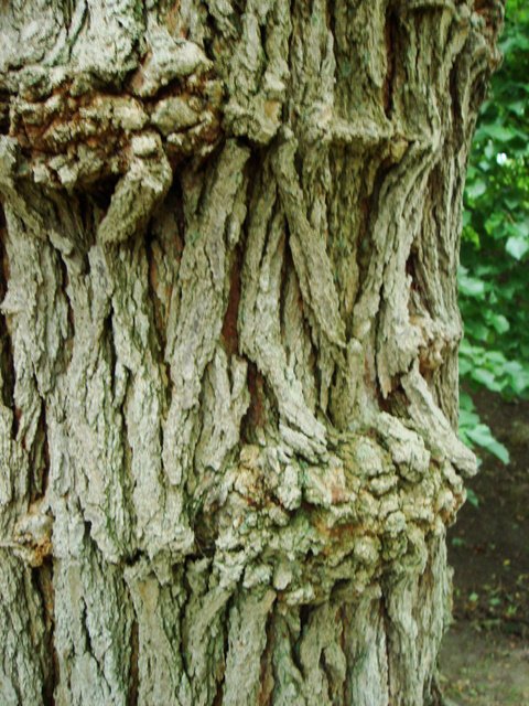 Morus alba ecorce